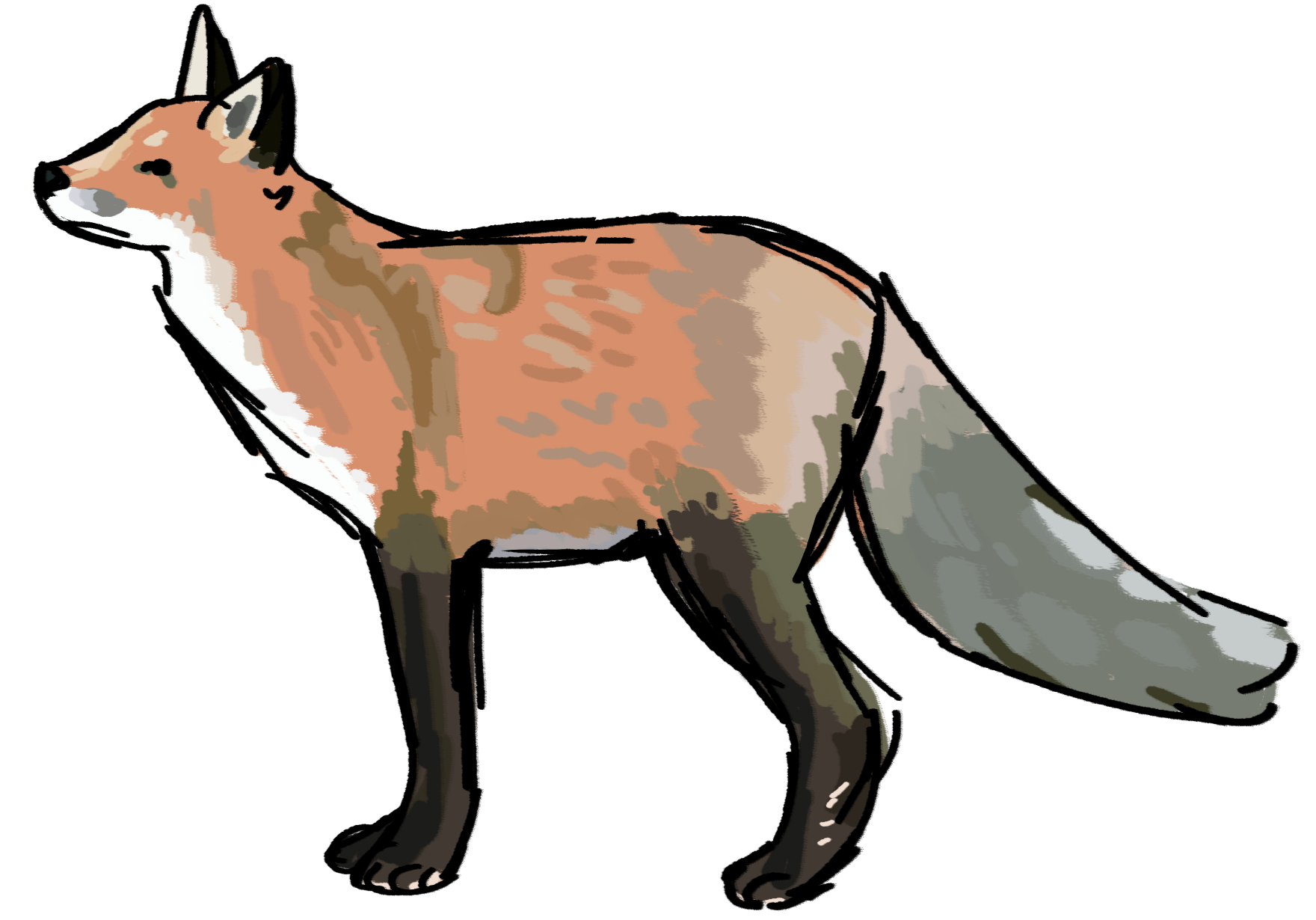 6/7/2023 lazy fox study